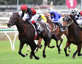 Super result for Auckland breeder