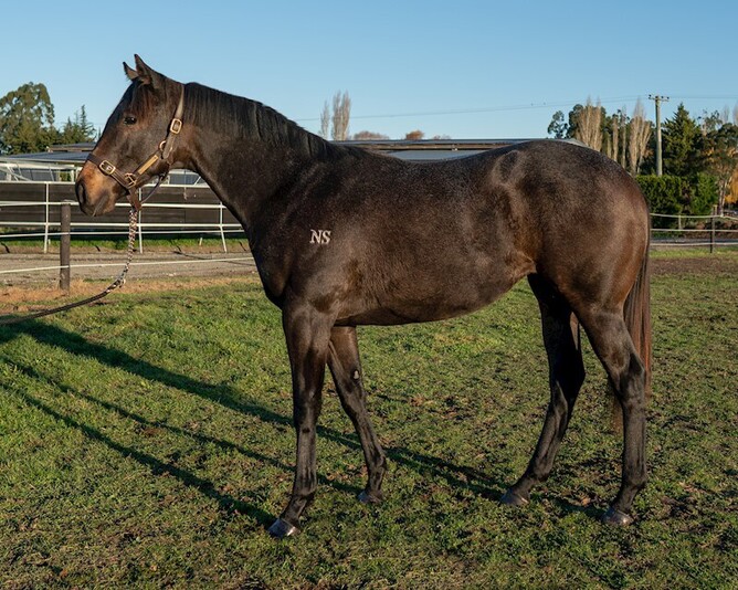Lot 2 - Reliable Man x Lady Zafira. Photo: Supplied