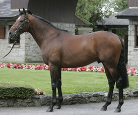 Flemington success for Canterbury Breeders Hazel &amp; David Voice