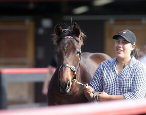 Almanzor colt tops strong weanling sale