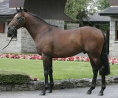 Raise The Flag stands at $4,000 + gst