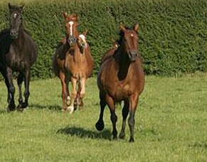 South Island Foster Foal Service