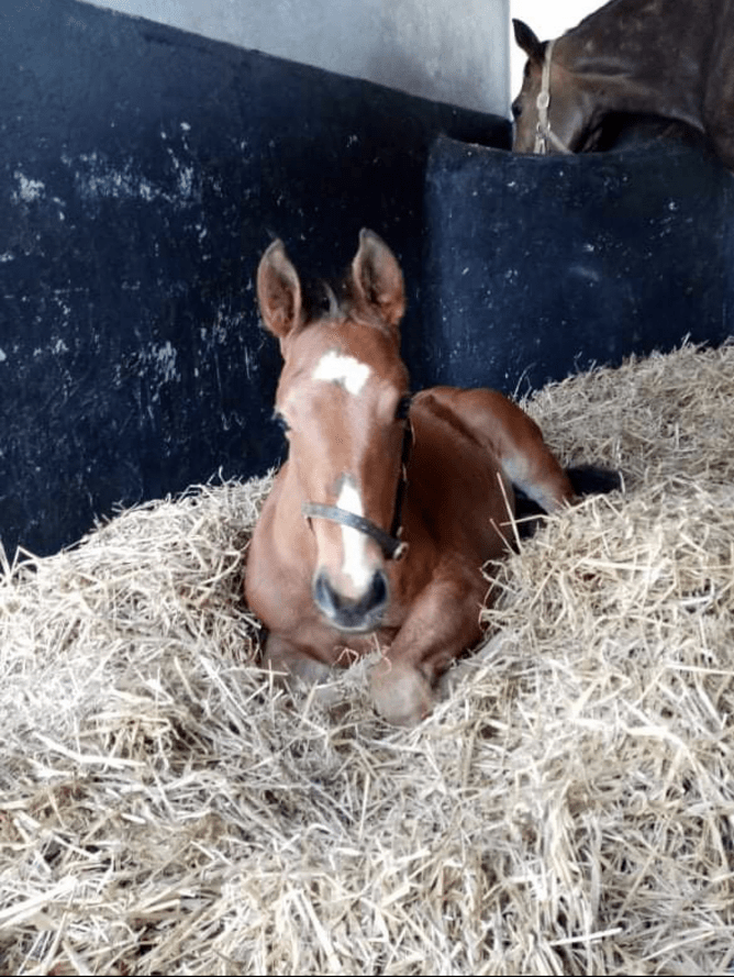 Kingman x colt. His dam is a half-sister to six-time Group One winner in Moonlight Cloud
