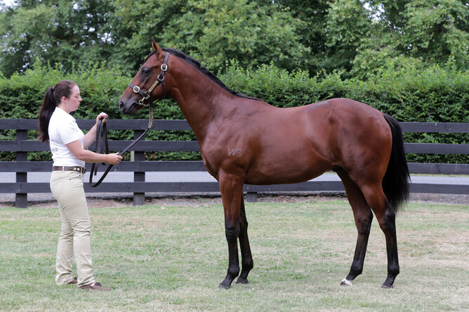 Lot 39 – Ardrossan x Vanilla Essence colt. Photo: Supplied