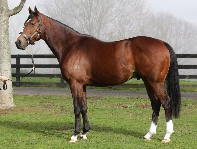 Mapperley Stud stallion Armory