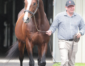 Filly becomes third first-crop winner for Belardo