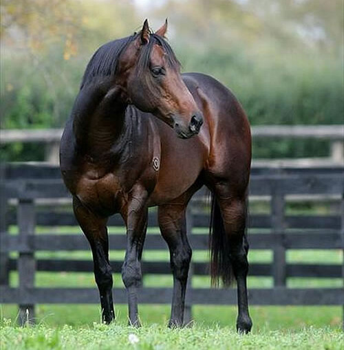 Rios who stands at Upstage Bloodstock, Matamata