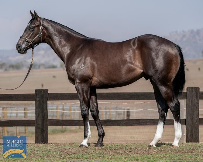 Lot 247 – the Tivaci ex Dolly’s Wig colt Photo credit: Supplied