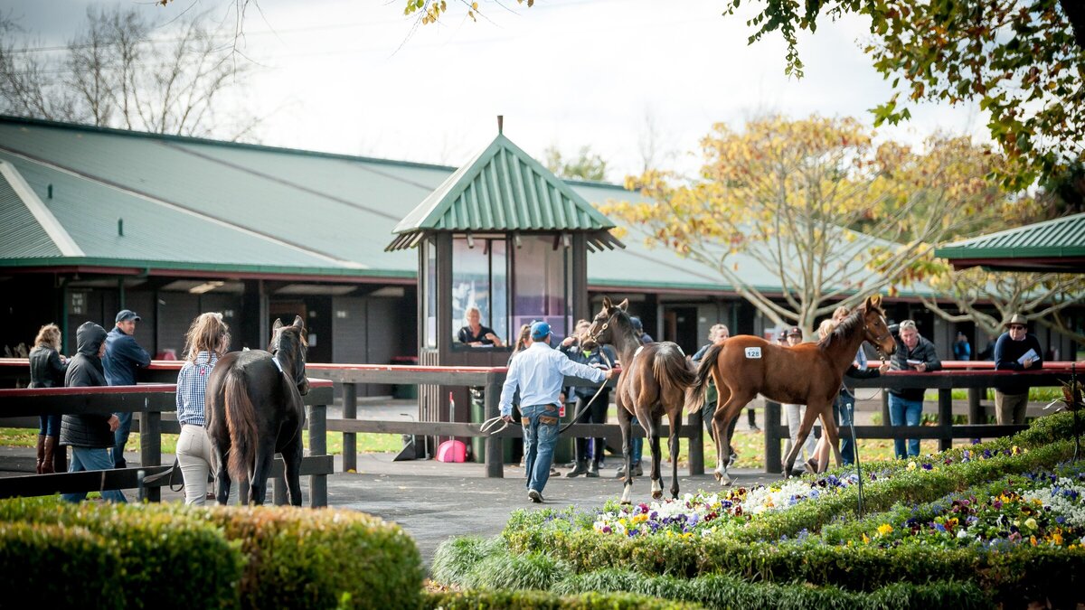 NZB National Weanling Sale to Debut on Gavelhouse Plus New Zealand