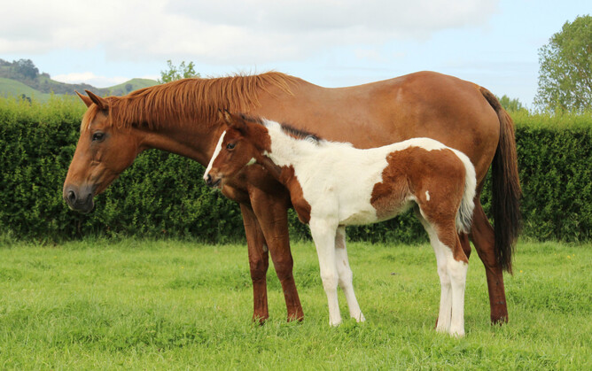 Just Diamonds - a natural foster mother to "Enzo" who came through the foster foal service