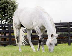 Reliable Man heads Westbury 2020 Roster