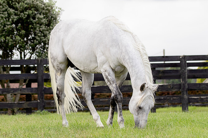 Westbury Stud's Reliable Man. Photo: Supplied