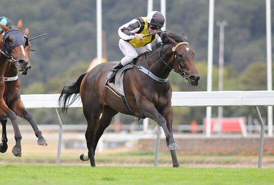 Savaria (Savabeel[AUS]-Amathea) wins the G1 New Zealand Oaks in March