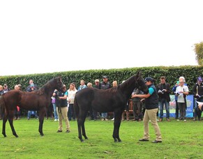 Weanling walk a winner