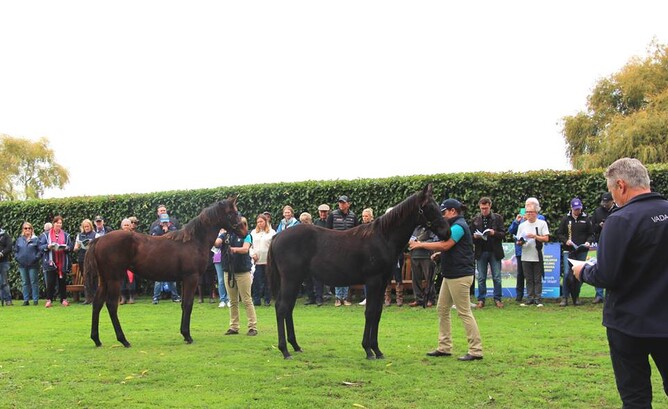 Weanlings by Vadamos being paraded at Rich Hill Stud