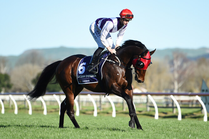 Ocean Emperor, a multiple Group Two winning son of Zabeel, has been retired to stud at Weowna Park - Race Images Palmerston North