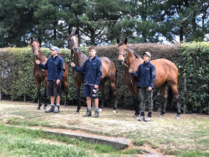 Dual New Zealand Broodmare of the Year Bagalollies (right) with her two sons, Hong Kong Horse of the Year Werther (middle) and her yearling colt by Tavistock (left) Photo: Supplied