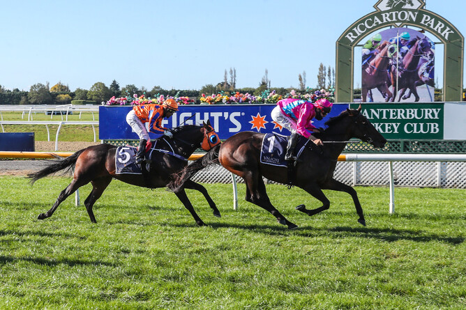 Terry Moseley gets the best out of Irish Girl at Riccarton Photo Credit: Race Images South