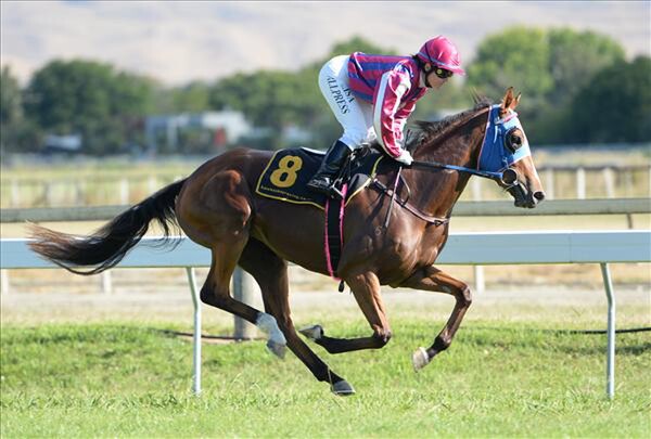 Acquisto wins the NZB Insurance Pearl Series Race over 1600m at Hastings 29/1/15 - Photo courtesy of Race Images Palmerston North