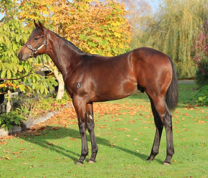 The Proisir - Works Wonders colt was sold for $40,000 at the New Zealand Bloodstock May Sale