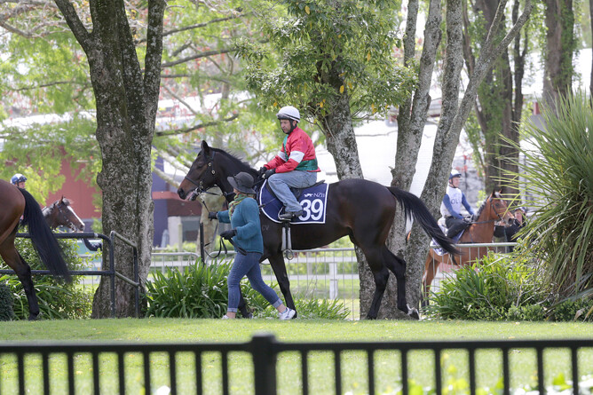 Janine Dunlop leads Mr Brightside at the Te Rapa breeze ups prior to the 2019 New Zealand Bloodstock Ready To Run Sale Photo Credit: Trish Dunell
