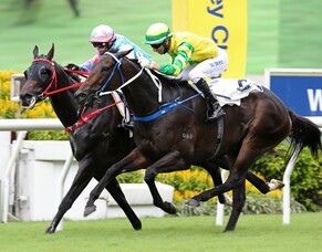 Sky is the limit for hobby breeders