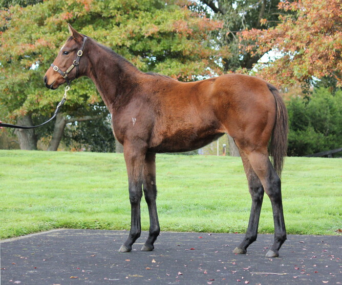 Savile Row - Sister Celeste, filly