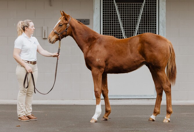 Lot 139, a Super Seth colt out of Queen Leonora, sold for $130,000 at New Zealand Bloodstock's National Weanling Sale on Thursday.   - Photo: Supplied