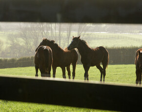 Special Pearl owner incentive claimed