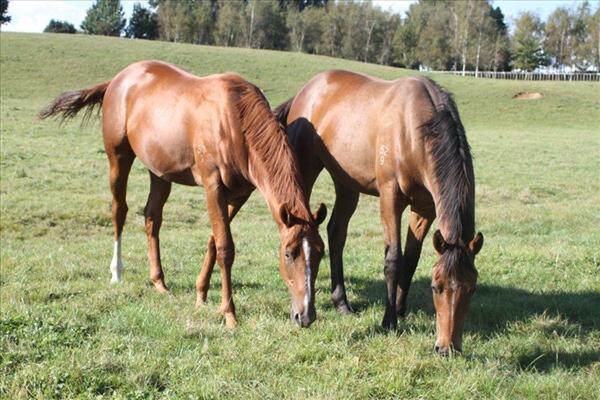 Entirely Platunium (left) and Leebaz as yearlings at Windsor Park Stud's Halidon Hill Property - Photo Sue Schick