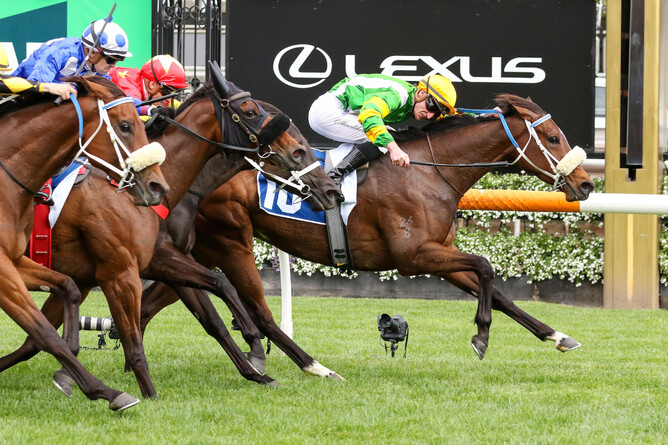 Life Lessons scores a determined victory in the Gr.2 Furphy Rose of Kingston Stakes (1400m) at Flemington.  - Photo: Bruno Cannatelli