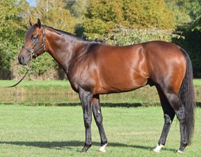Status quo for Inglewood Stud