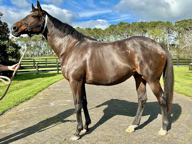 Dariana is listed on the latest gavelhouse.com auction - Photo: Supplied