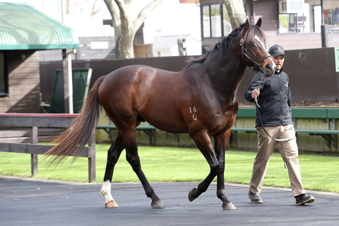 Riva Capri became her sire Atlante’s (pictured) first stakes winner on Saturday. - Trish Dunell