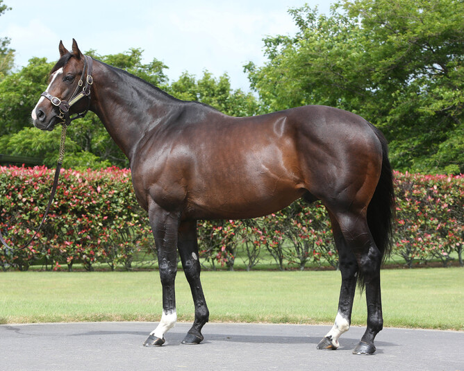 Haunui Farm stallion Showcasing  - Supplied