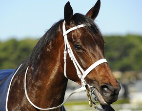 Winx&rsquo;s New Zealand story