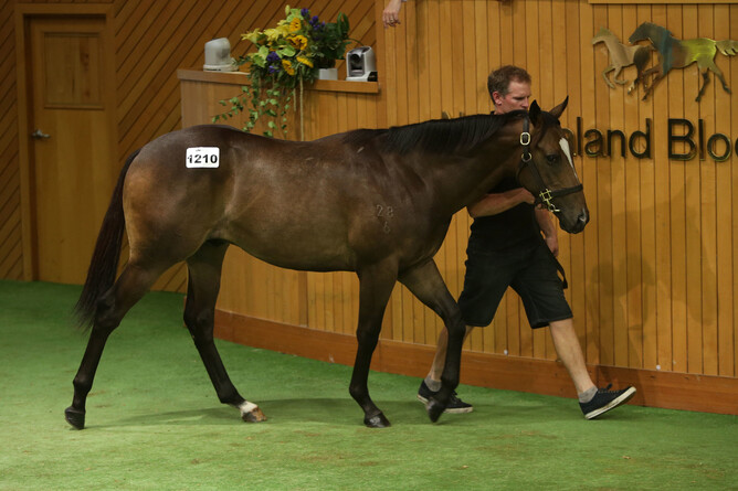 Lot 1210 Showcasing (Sahara colt) - Trish Dunell