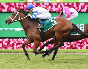 Kiwi-bred Kolding shines in Queensland Guineas