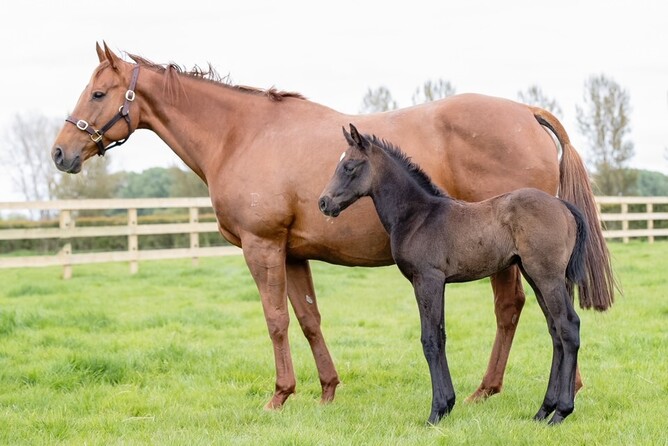 Lekvarte pictured as foal with dam, Plumm - Photo: Supplied