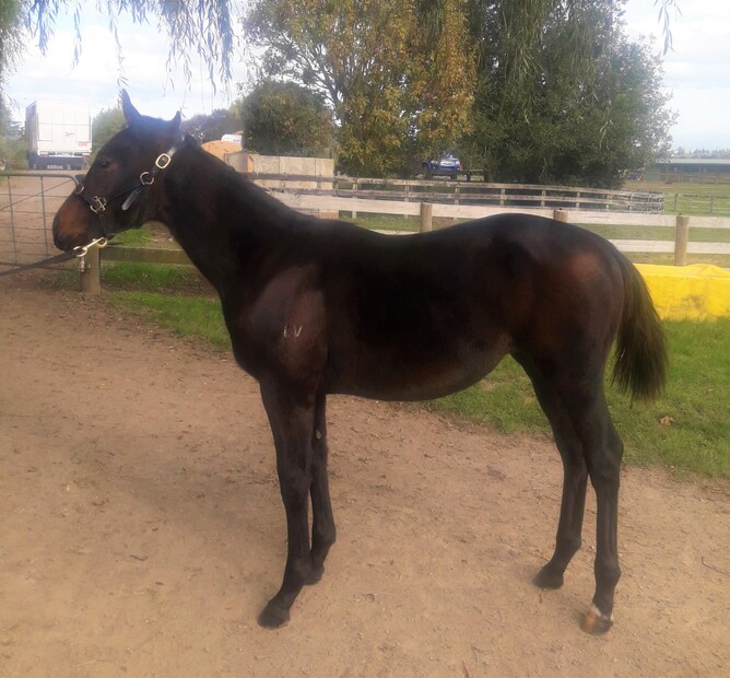 What's The Story - Tsingana (Seasoned Star) colt