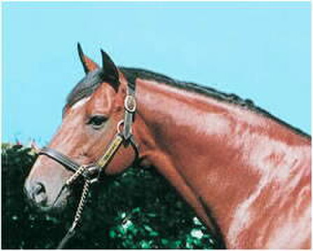 Danske, sire of Timaru Cup winner Sapphire Belle