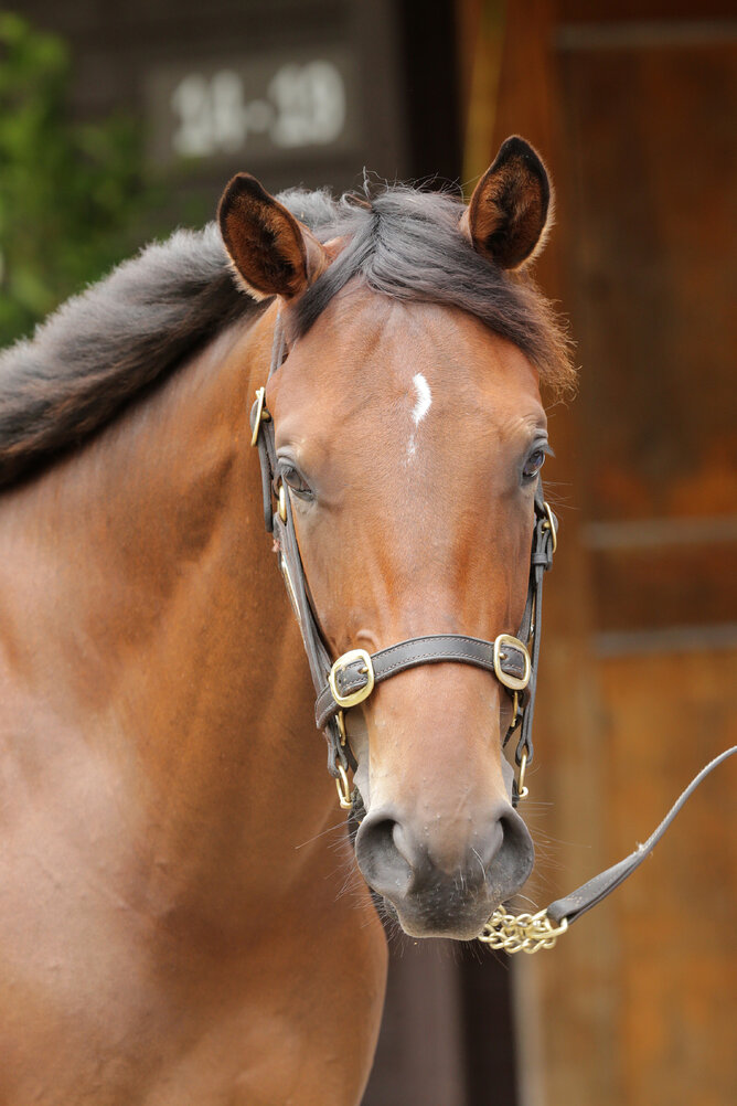Gr.1 South Australian Derby (2500m) winner Explosive Jack pictured at the 2019 New Zealand Bloodstock National Yearling Sale Photo Credit: Trish Dunell