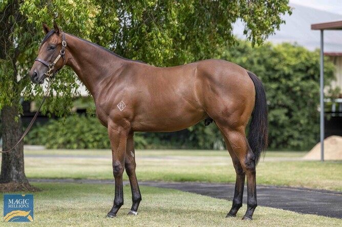 Vianarra as a yearling.  - Photo: Supplied