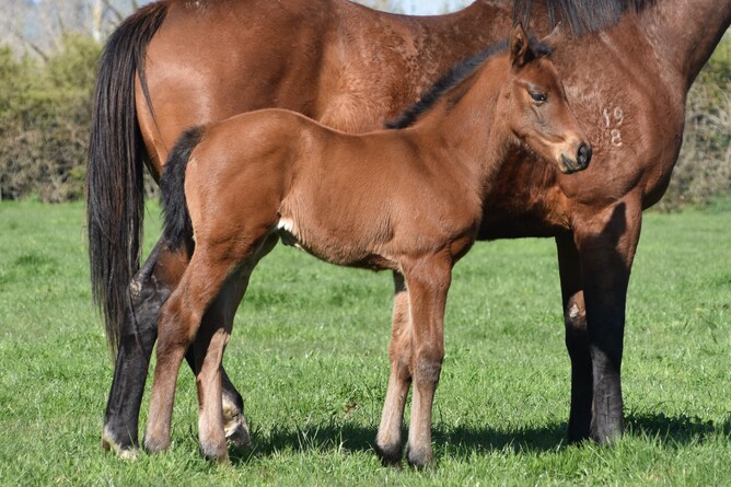 February 28 - Foal and Mare Returns