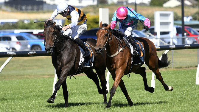 Mustang Morgan (outside) winning Sunday's Listed Gingernuts Salver (2100m) at Ellerslie.   - Photo: Kenton Wright (Race Images)