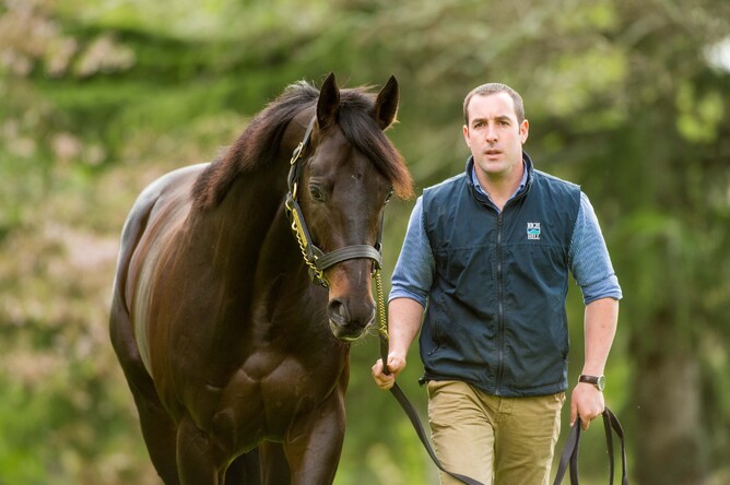 Rich Hill Stud stallion Vadamos, the sire of exciting three-year-old filly La Crique Photo Credit: Sharon Chapman