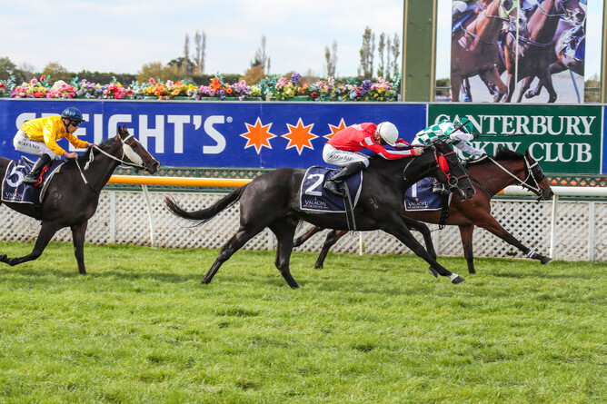 The Stephen Marsh-trained Belle Fascino clings on gamely to win the Gr.3 Valachi Downs South Island Thoroughbred Breeders’ Stakes (1600m) at Riccarton Photo Credit: Race Images South