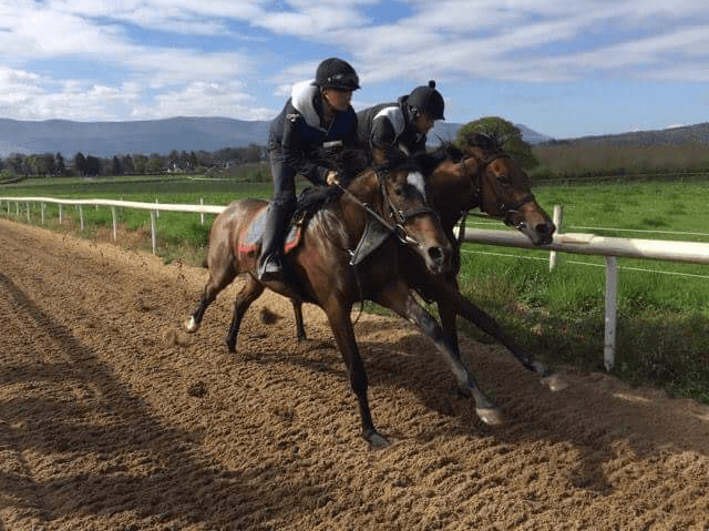 View of Banshahouse's 7 furlong gallop. 2yo breezers in perfect rhythm with one another.