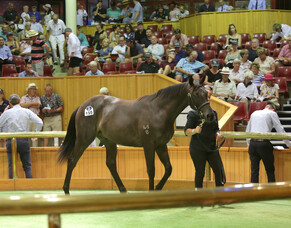 NZB to Unveil New Bidding Technology