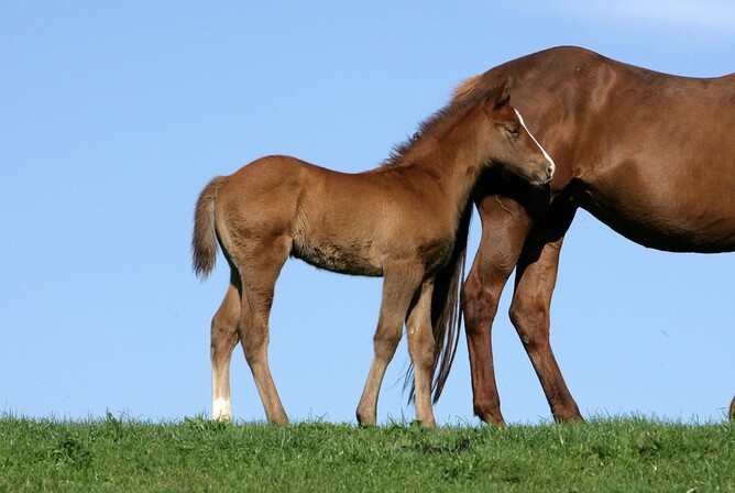 Any Suggestion/ Shadow Ray (Groom Dancer ) Chestnut Colt, Born 24th August (Breeders Rich Hill Thoroughbreds and Jungle Pocket Pty Ltd) - Photo by Trish Dunnel